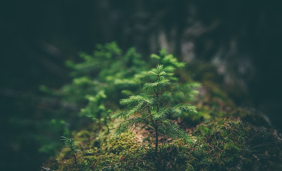 Image by Matthew Smith